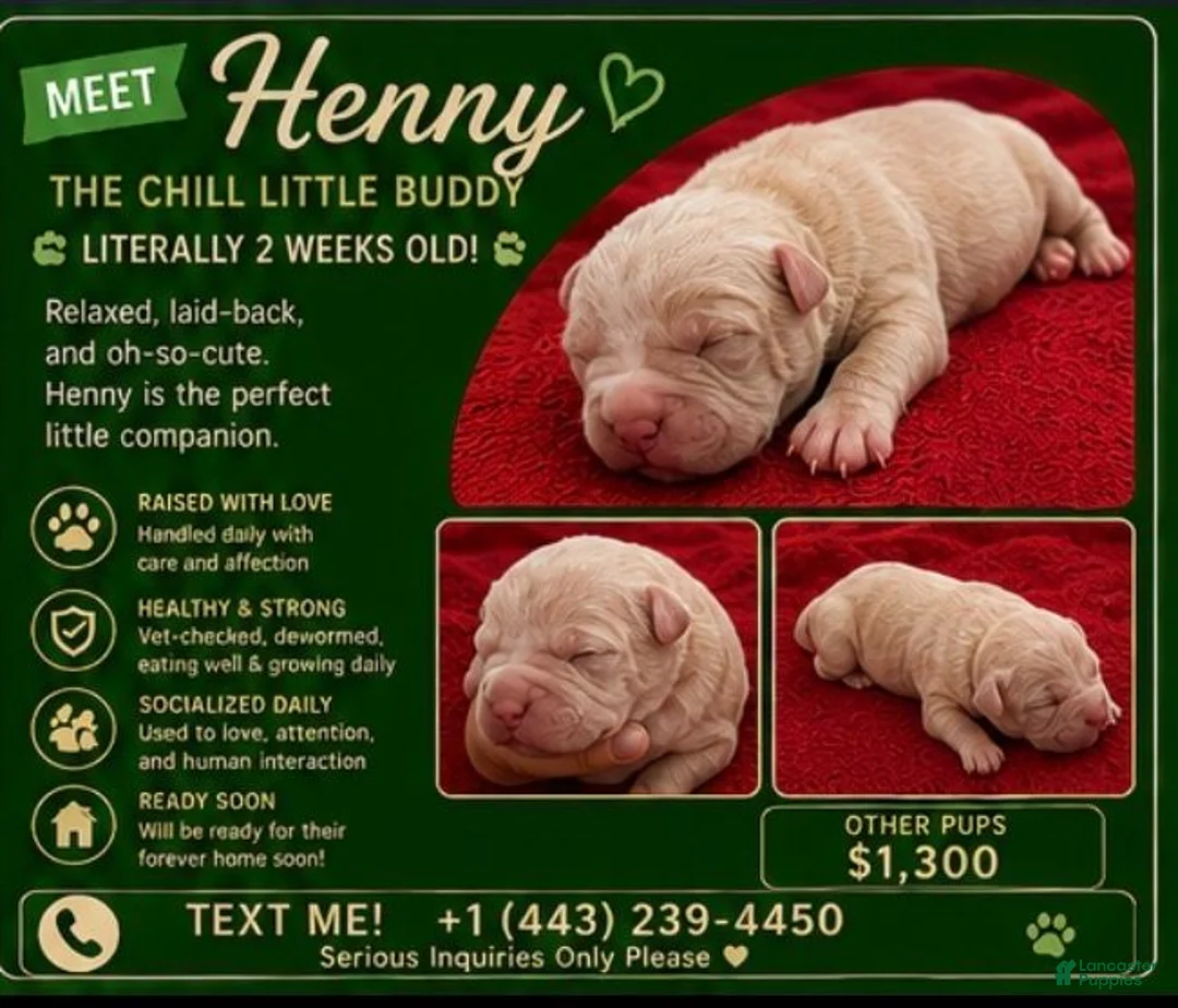 American Bully dogs for sale: American Bully 4 - Ad 1