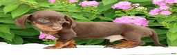 Miniature Dachshund dogs for sale: Jace - Ad 8
