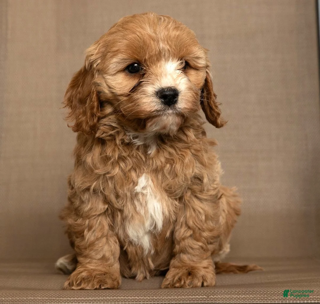 Cavapoo dogs for sale: Milo - Ad 4