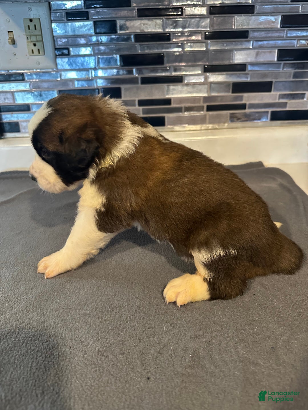 Saint Bernard dogs for sale: Puppy 5 - Ad 2
