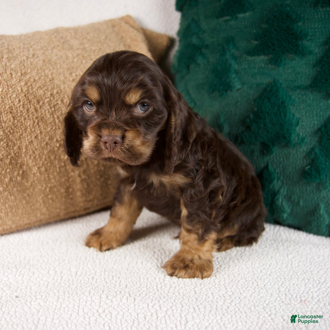 Cocker Spaniel dogs for sale: Rusty - Ad 2