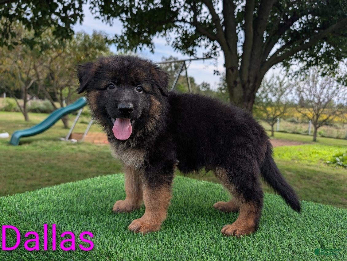German Shepherd dogs Dallas - Ad 2