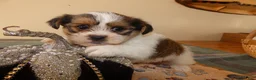 Shorkie dogs for sale: Shorkie 1 Saylor - Ad 3