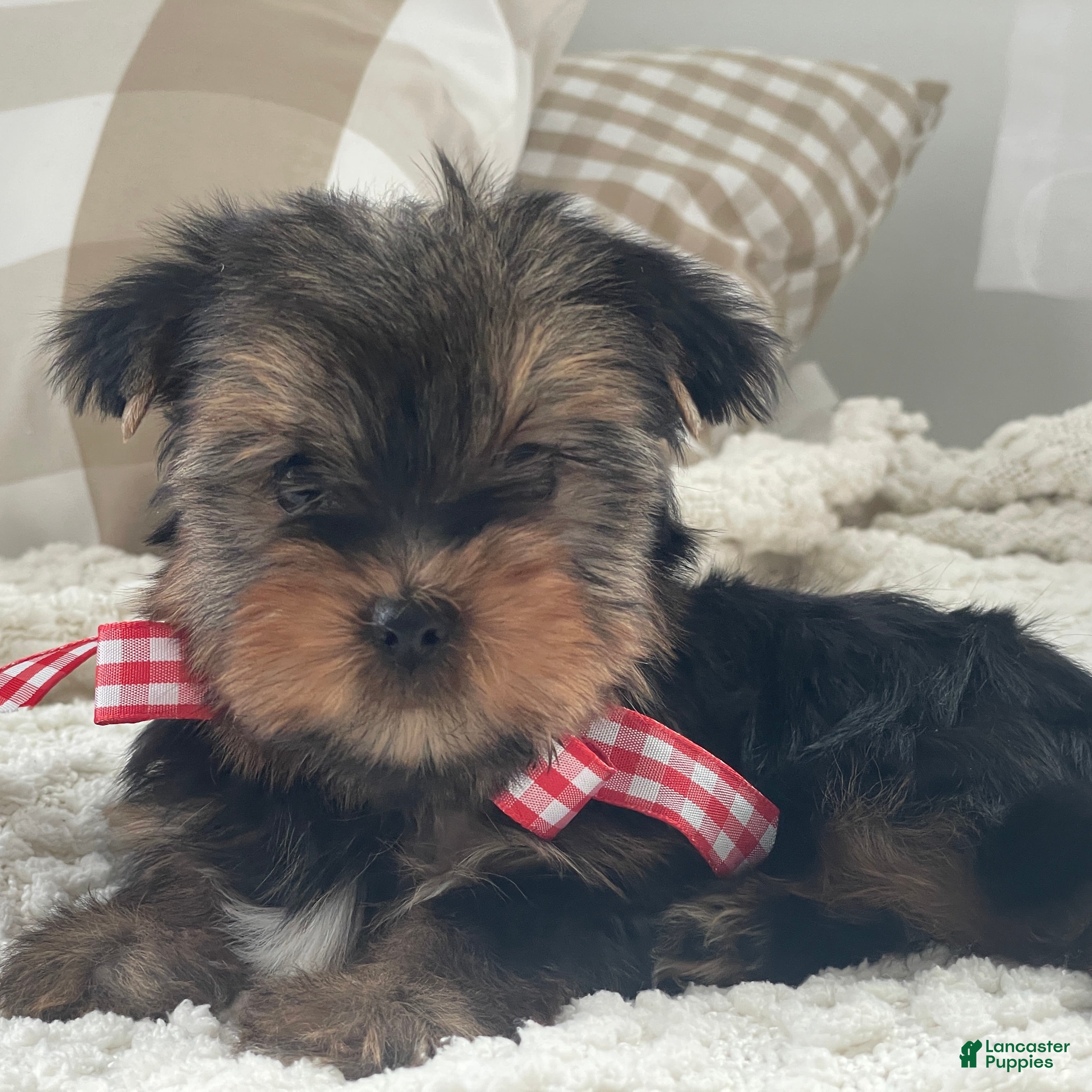 Yorkshire Terrier dogs Tiny Finn - Ad 2