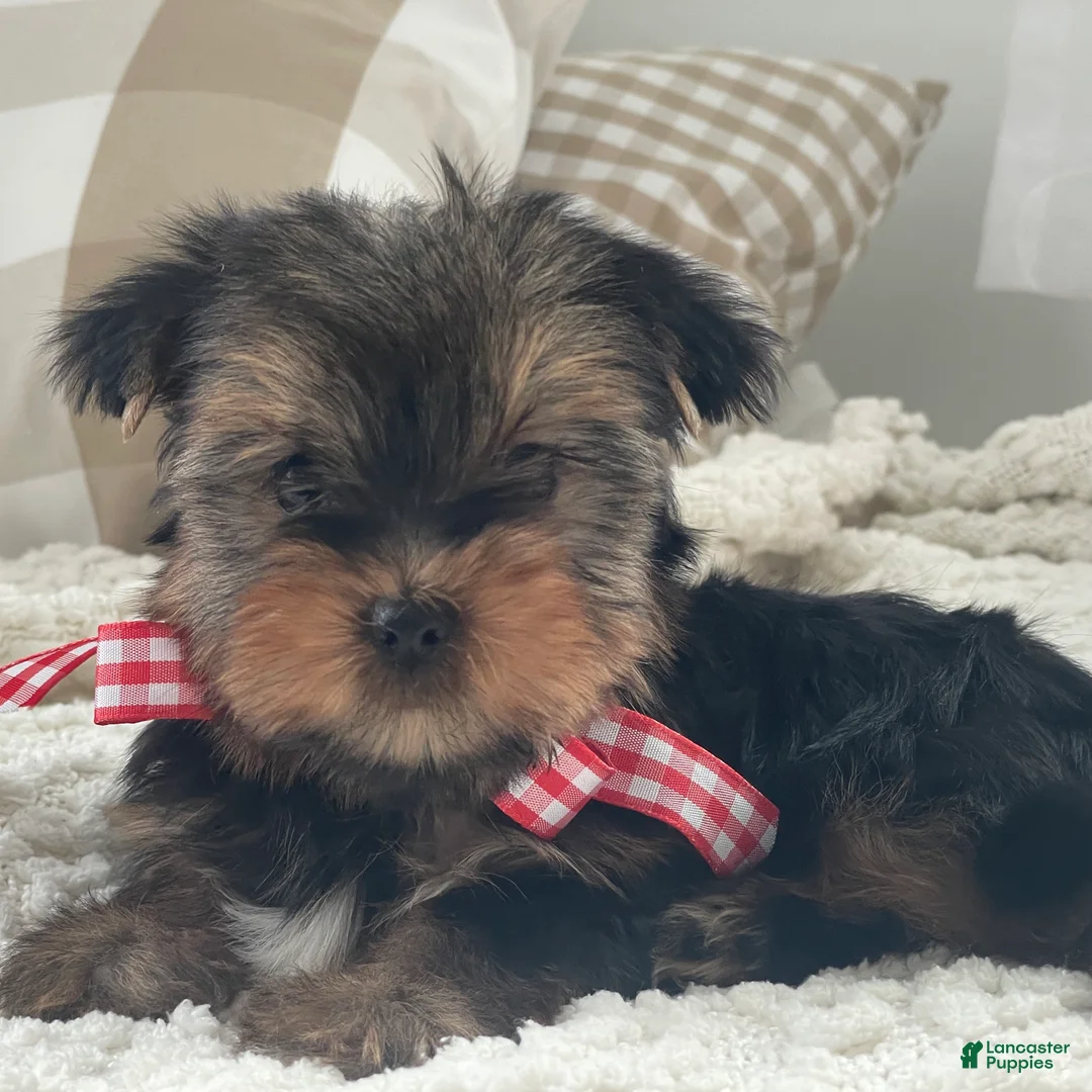 Yorkshire Terrier dogs for sale: Tiny Finn - Ad 2