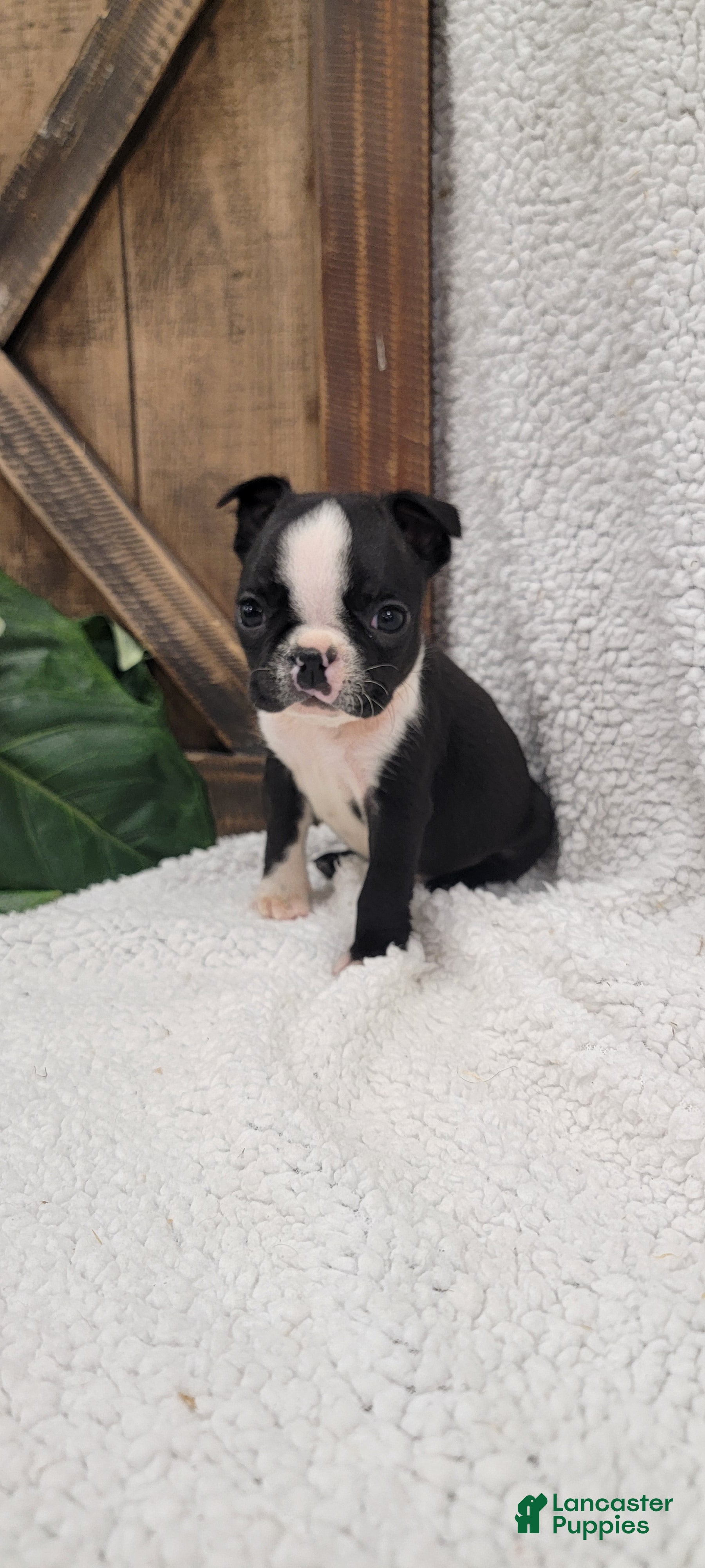 Boston Terrier dogs Beatrice - Ad 2
