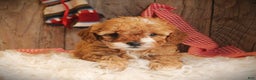 Cavapoo dogs for sale: Trix - Ad 1
