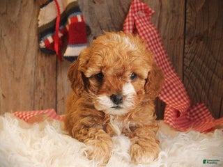 Cavapoo dogs Trix - Ad 11