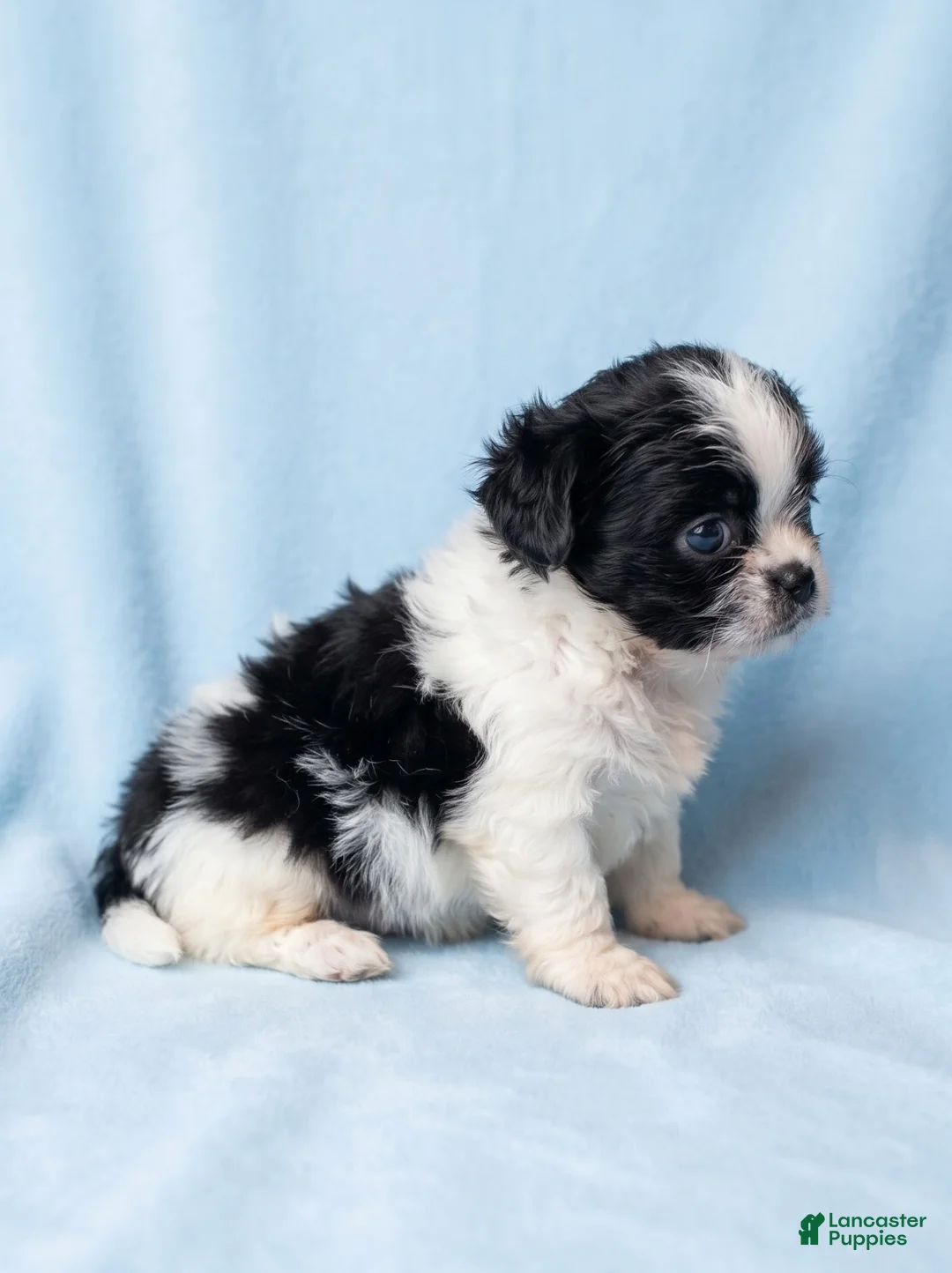 Mixed Breed dogs for sale: Bear - Ad 3