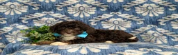 Mini Bernedoodle dogs for sale: Quenton Hypoallergenic - Ad 4