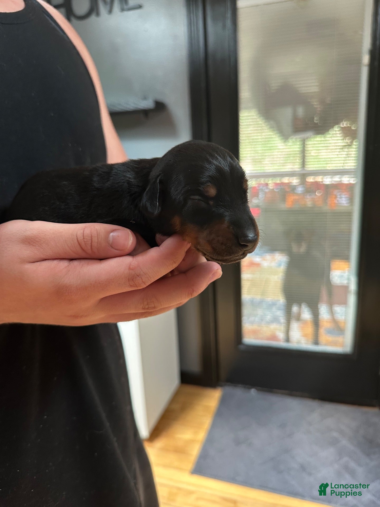 Doberman Pinscher dogs Alex - Ad 10