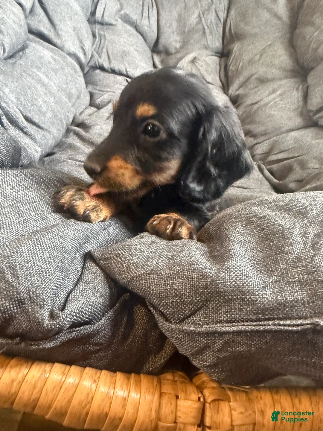 Dachshund dogs for sale: Dachshund Puppy 3 - Ad 1