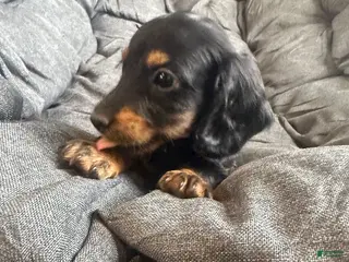 Dachshund dogs Dachshund Puppy 3 - Ad 30