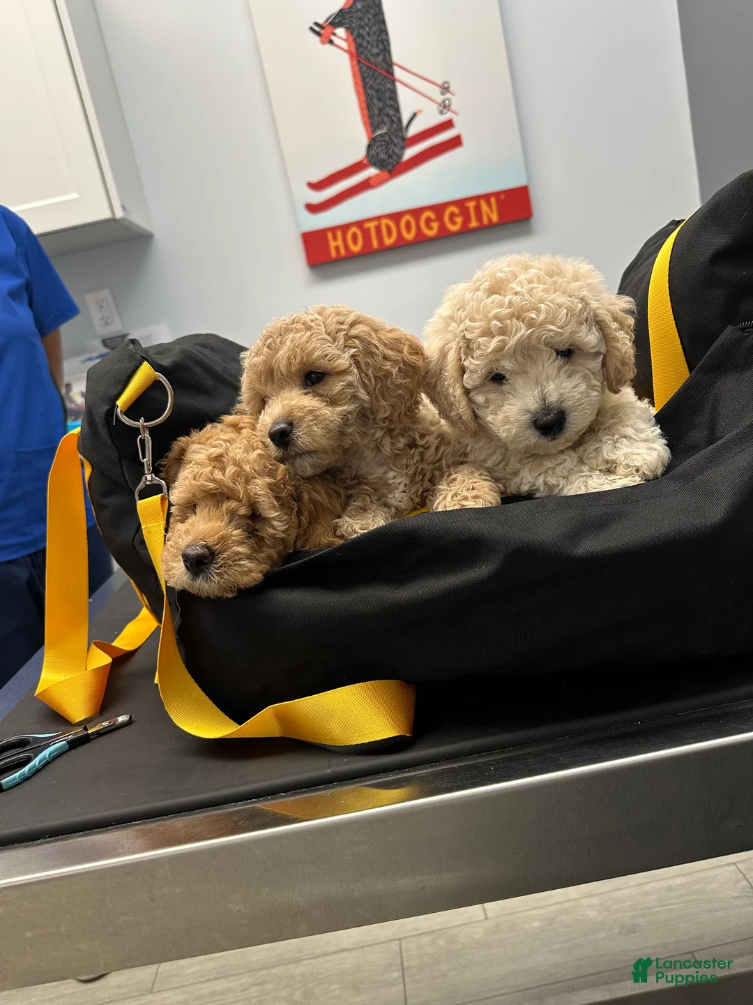 Havapoo dogs for sale: White  - Ad 2