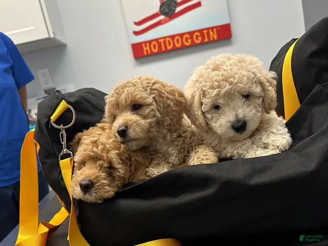 Havapoo dogs for sale: White - Ad 2