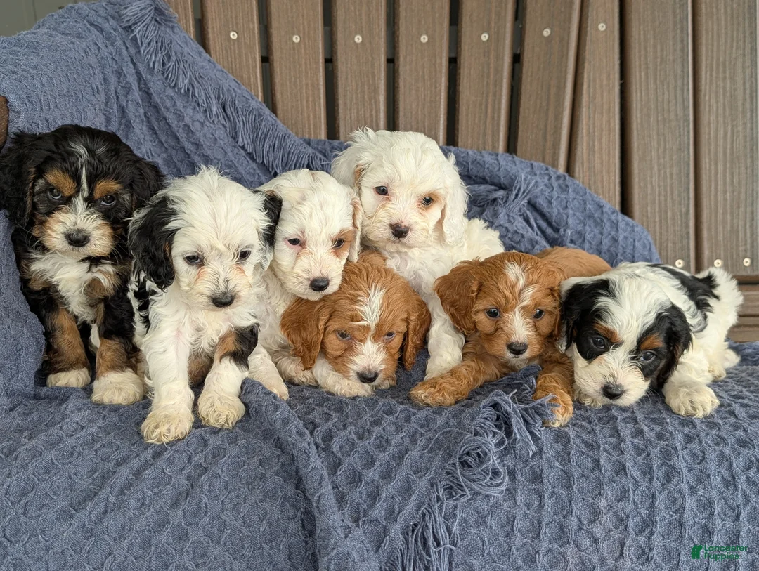 Cavapoo dogs for sale: Colin  - Ad 5