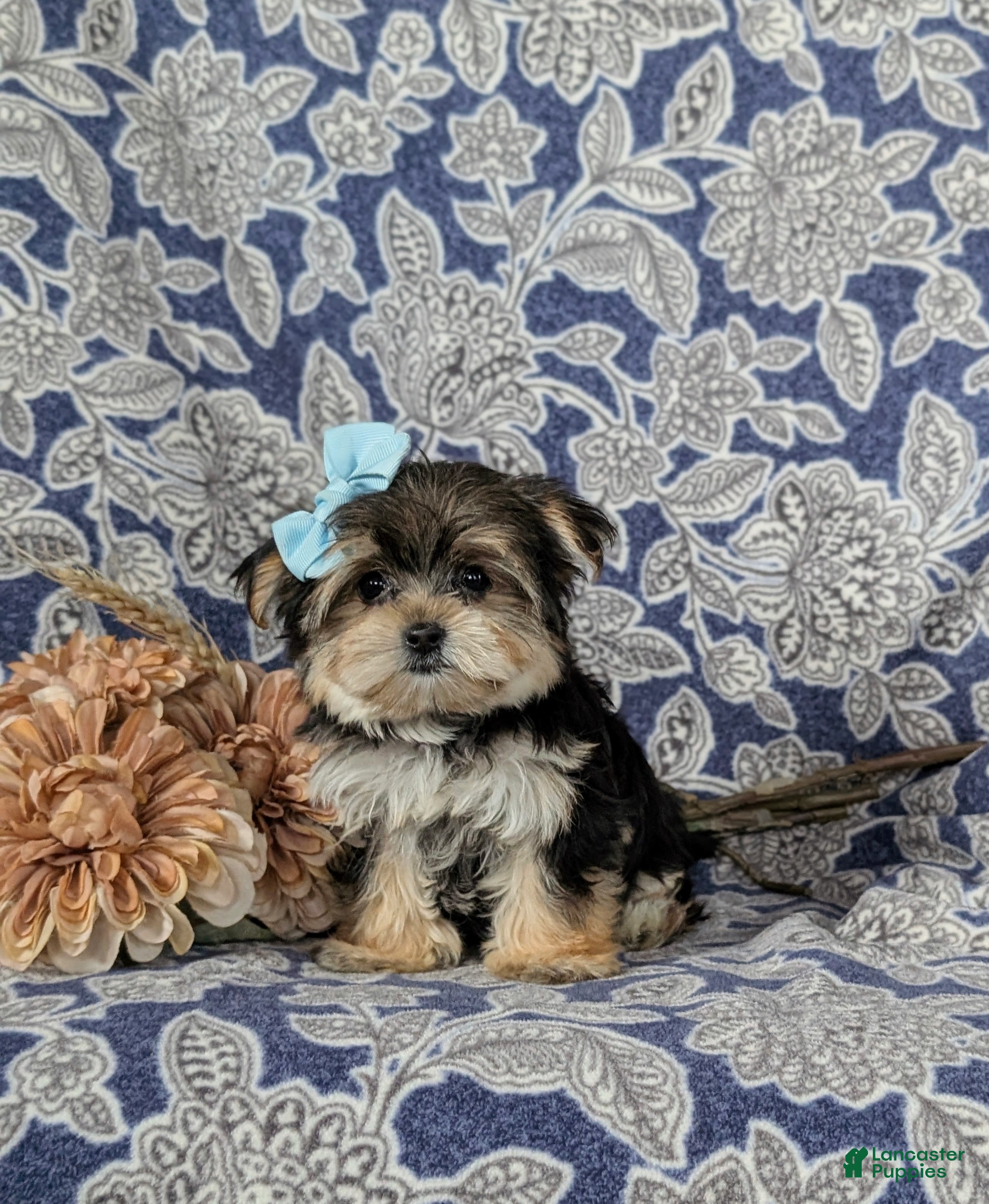 Morkie dogs Bella 7 lbs Full Grown - Ad 2