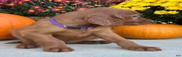 Irish Setter dogs for sale: Shiloh - Ad 10