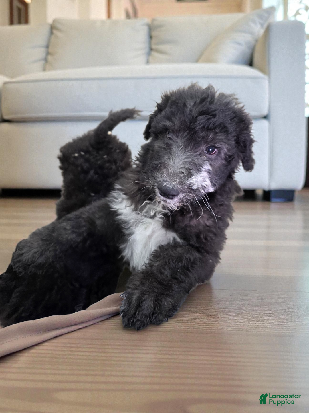 Standard Poodle dogs for sale: Standard Poodle Puppy 7 - Ad 2