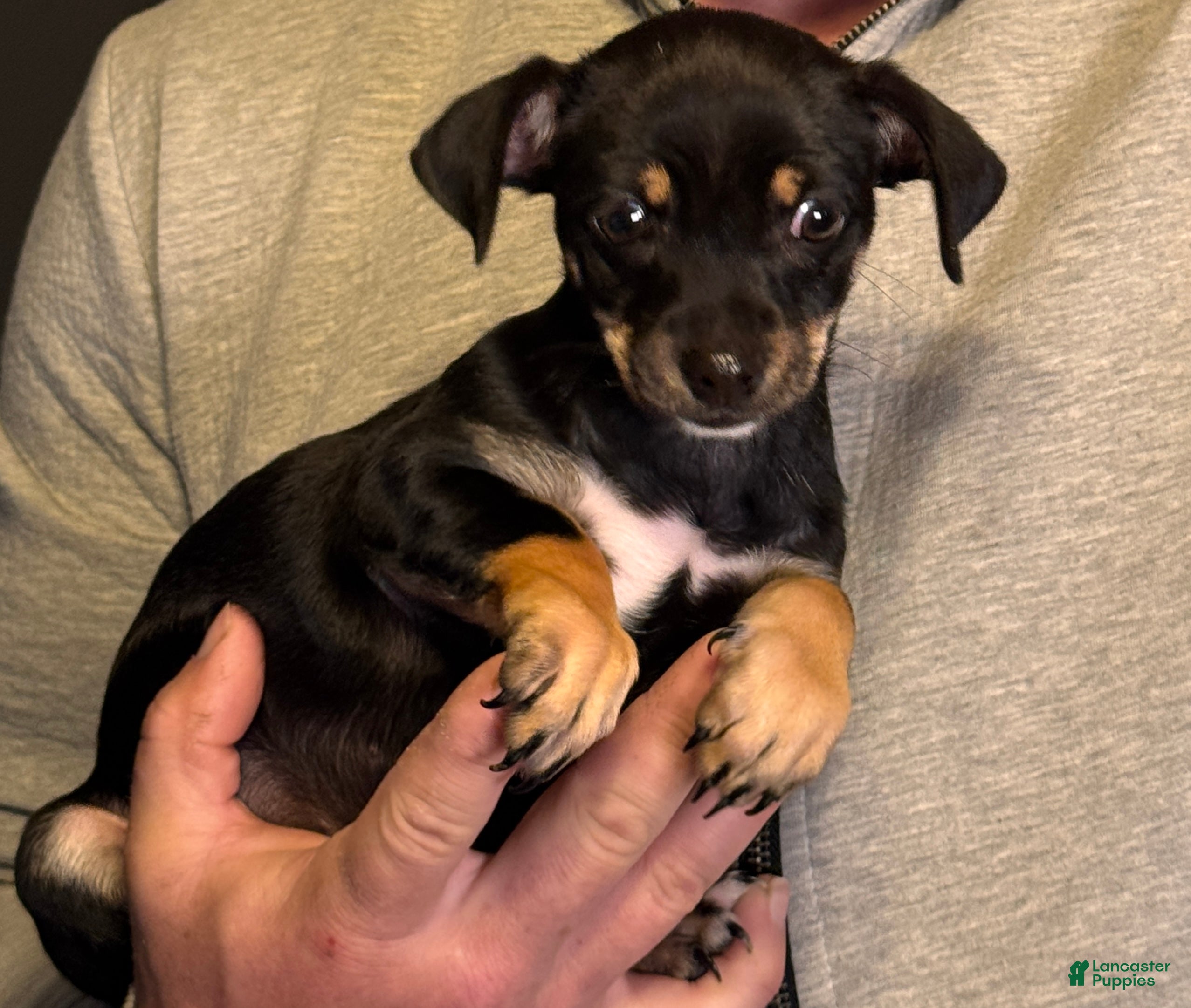 Chihuahua dogs Plush  - Ad 1