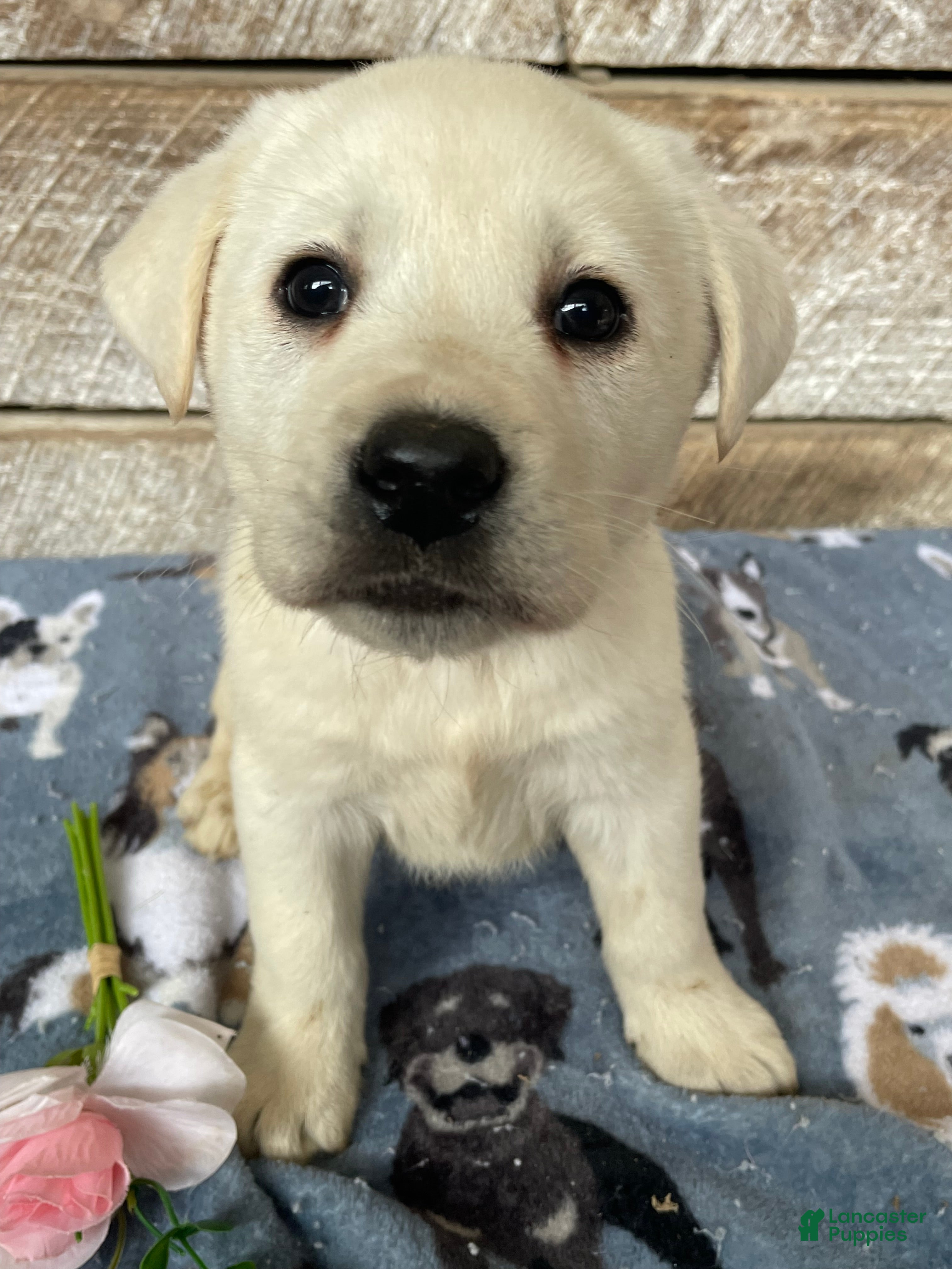 Labrador Retriever dogs Apollo - Ad 14