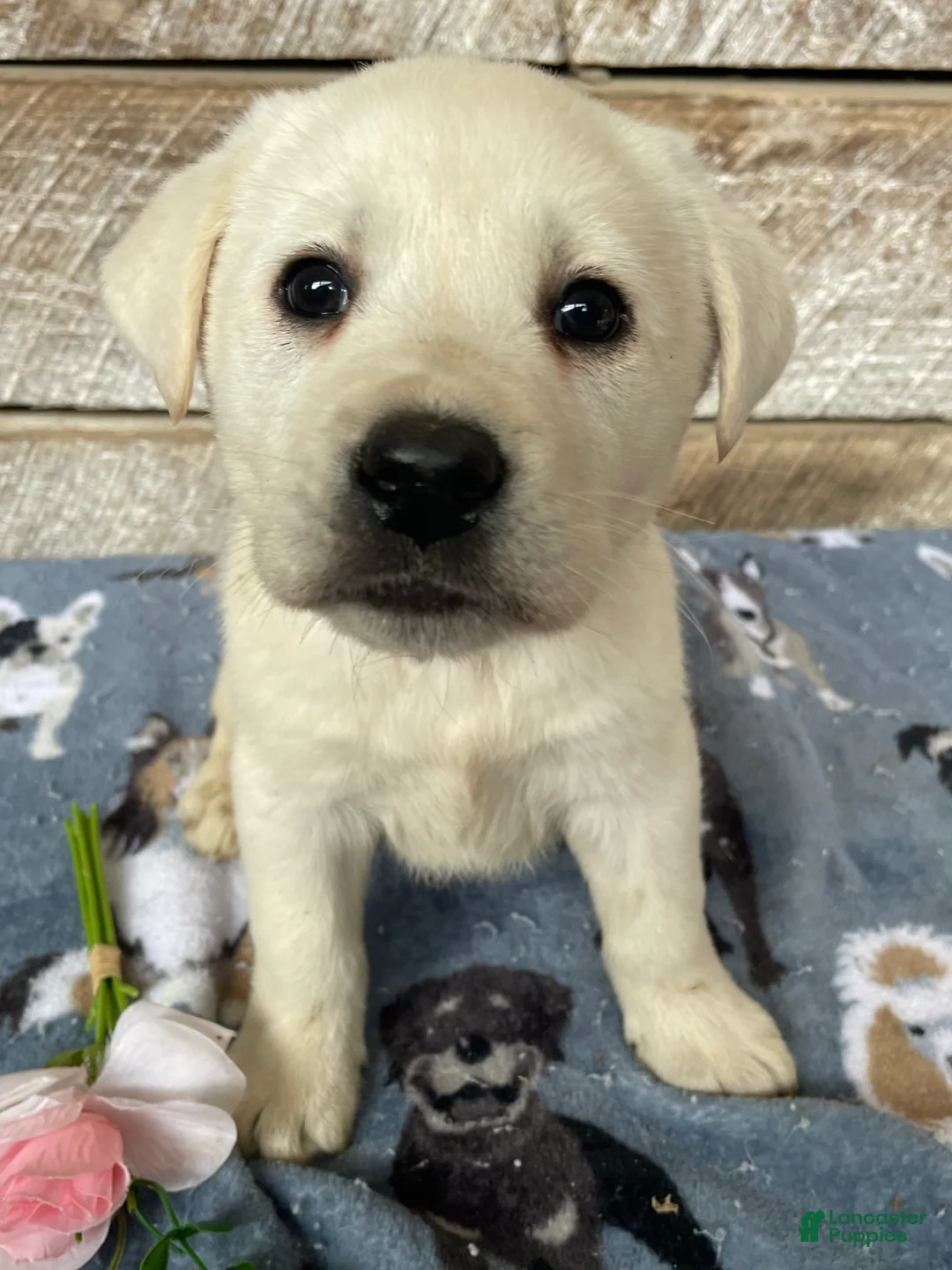 Labrador Retriever dogs for sale: Apollo - Ad 1