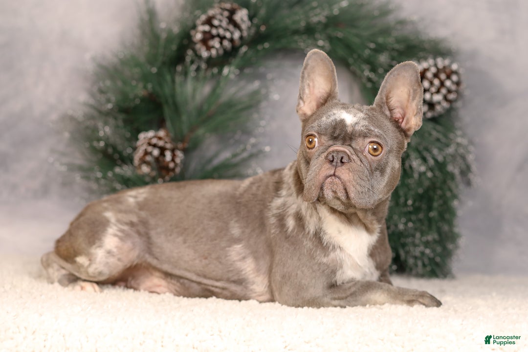French Bulldog dogs for sale: Brent - Ad 9