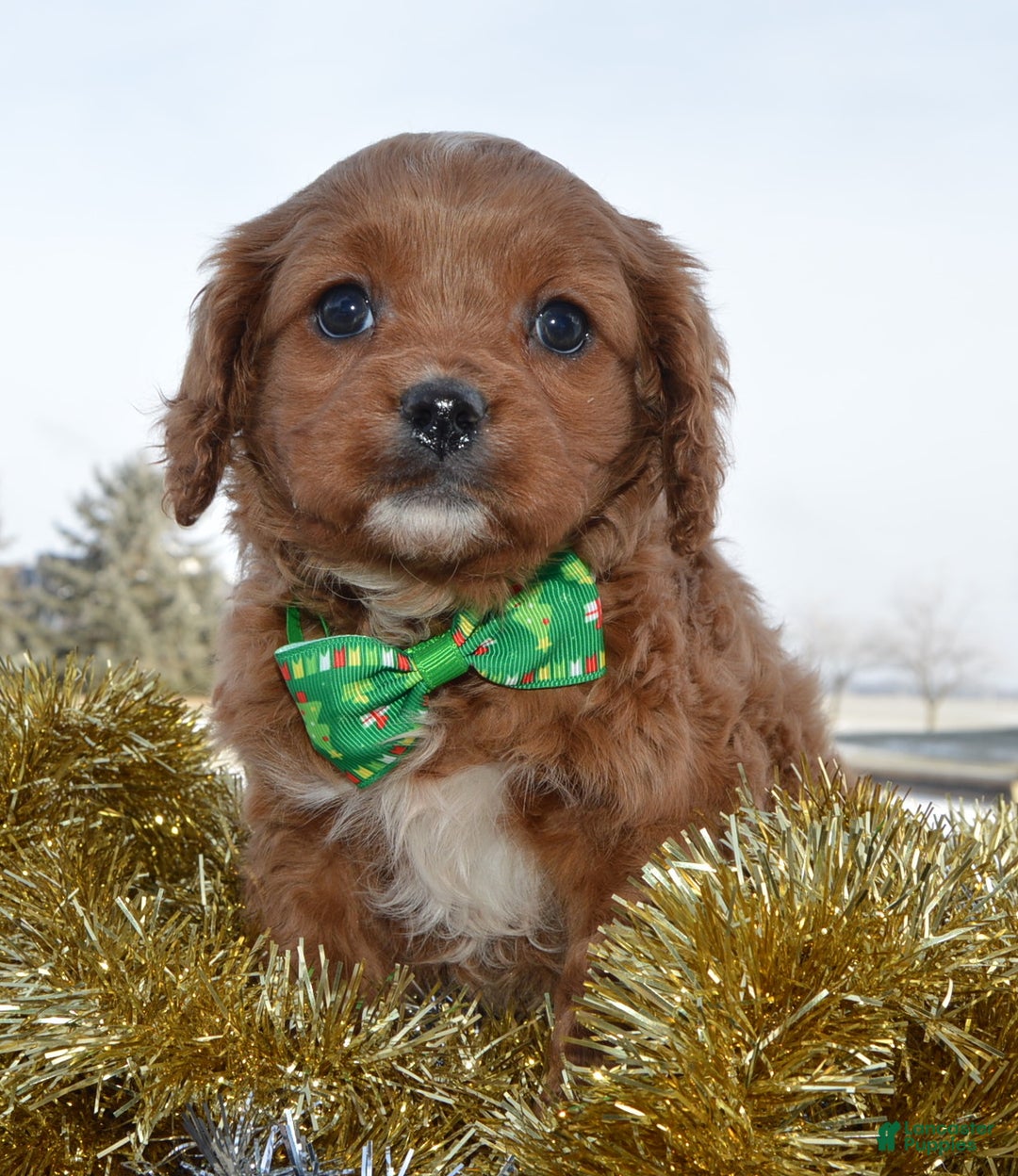 Cavapoo dogs for sale: Cora - Ad 9