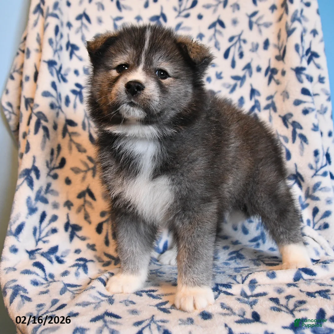 Mixed Breed dogs for sale: Smokey - Ad 3