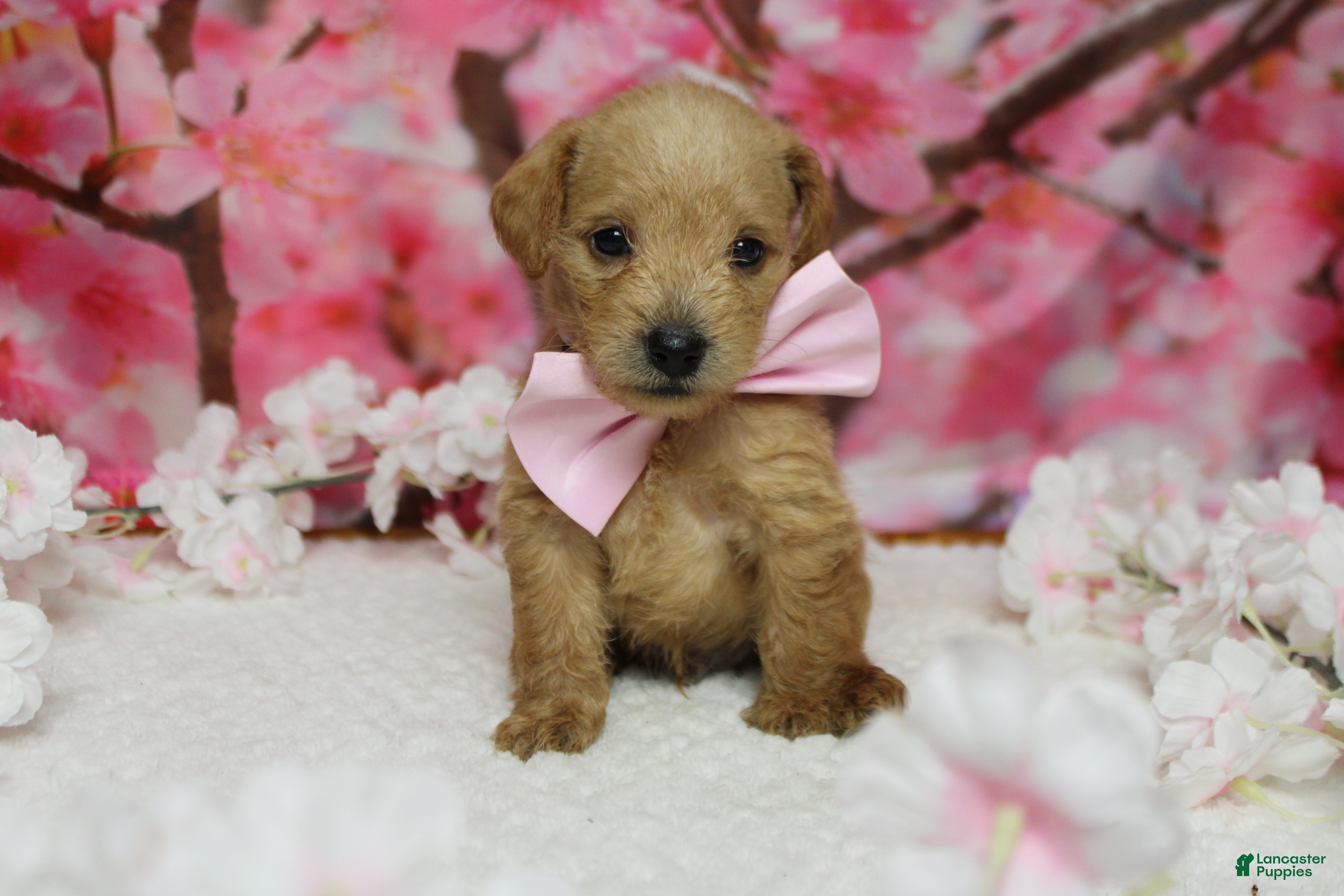 Schnoodle dogs Pinot - Ad 8