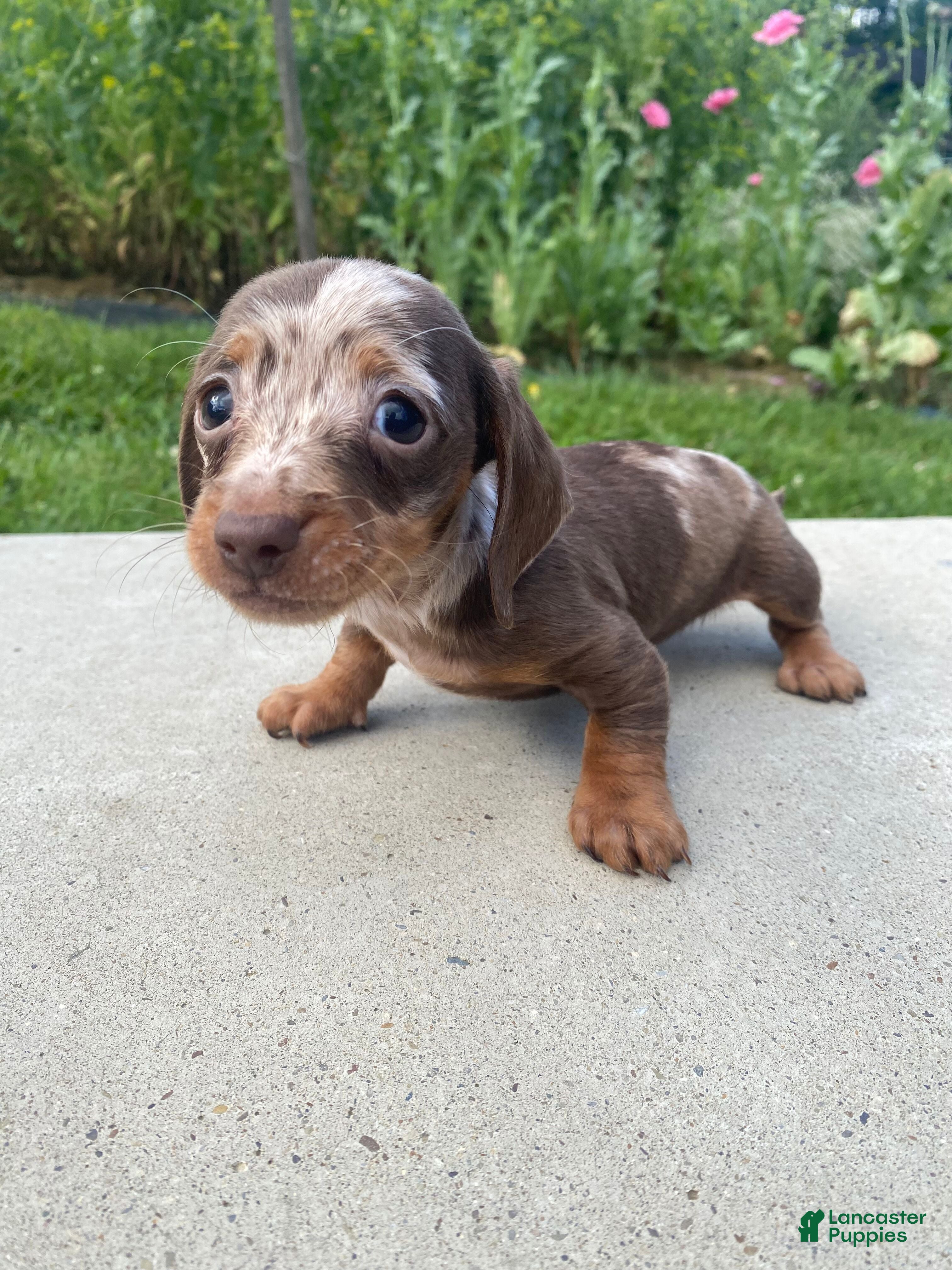 Miniature Dachshund dogs Honey - Ad 1
