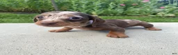 Miniature Dachshund dogs for sale: Honey - Ad 1