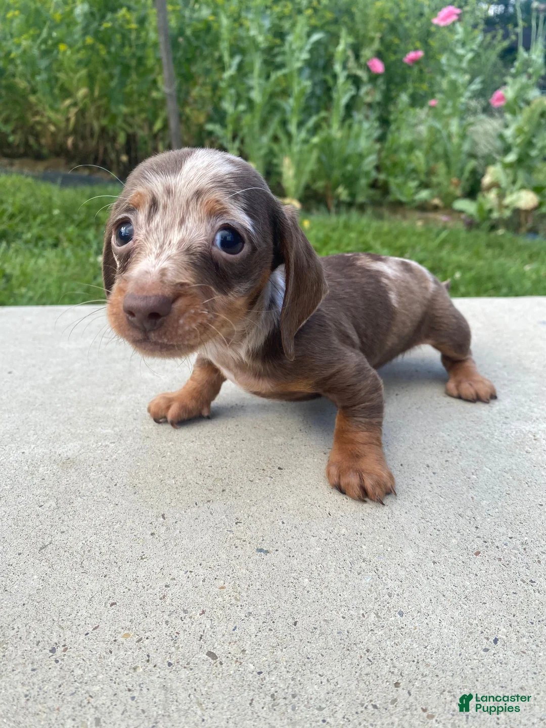 Miniature Dachshund dogs for sale: Honey - Ad 1