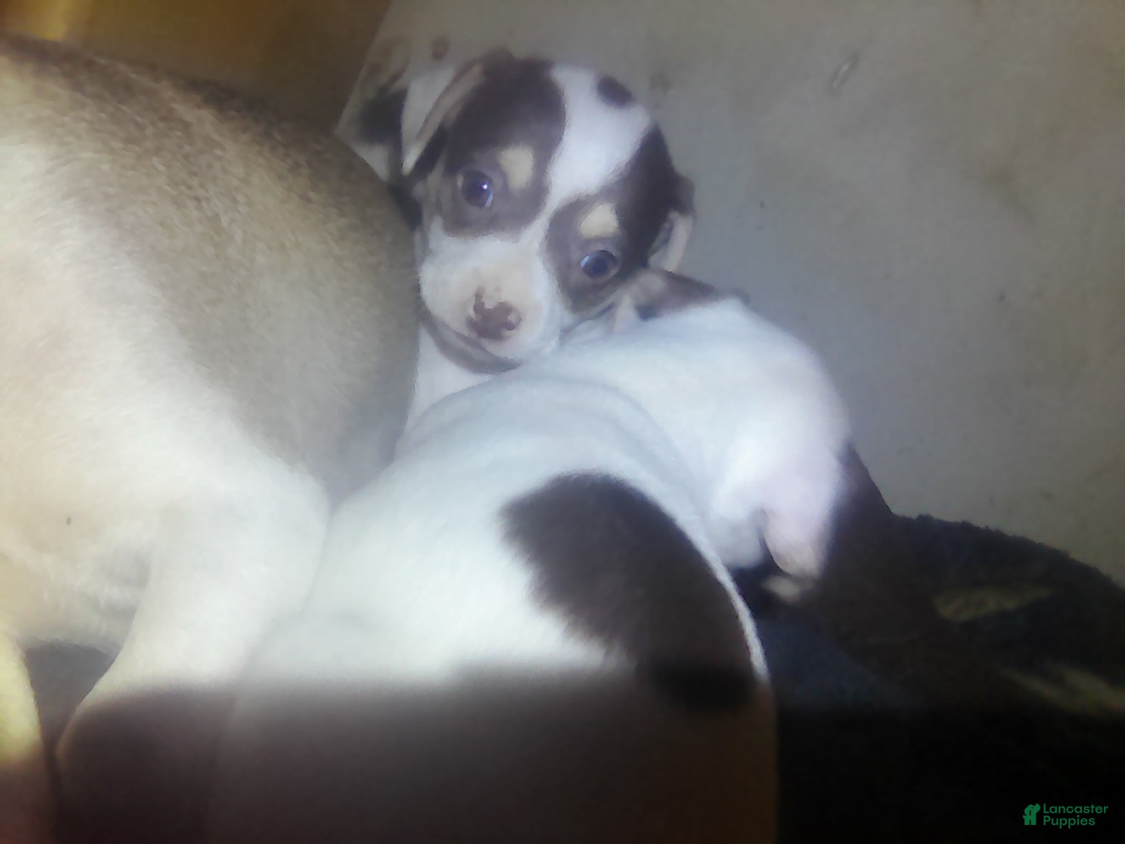 Chorkie dogs Bandit - Ad 1