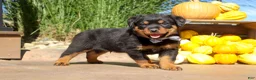 Rottweiler dogs for sale: Ranger - Ad 3