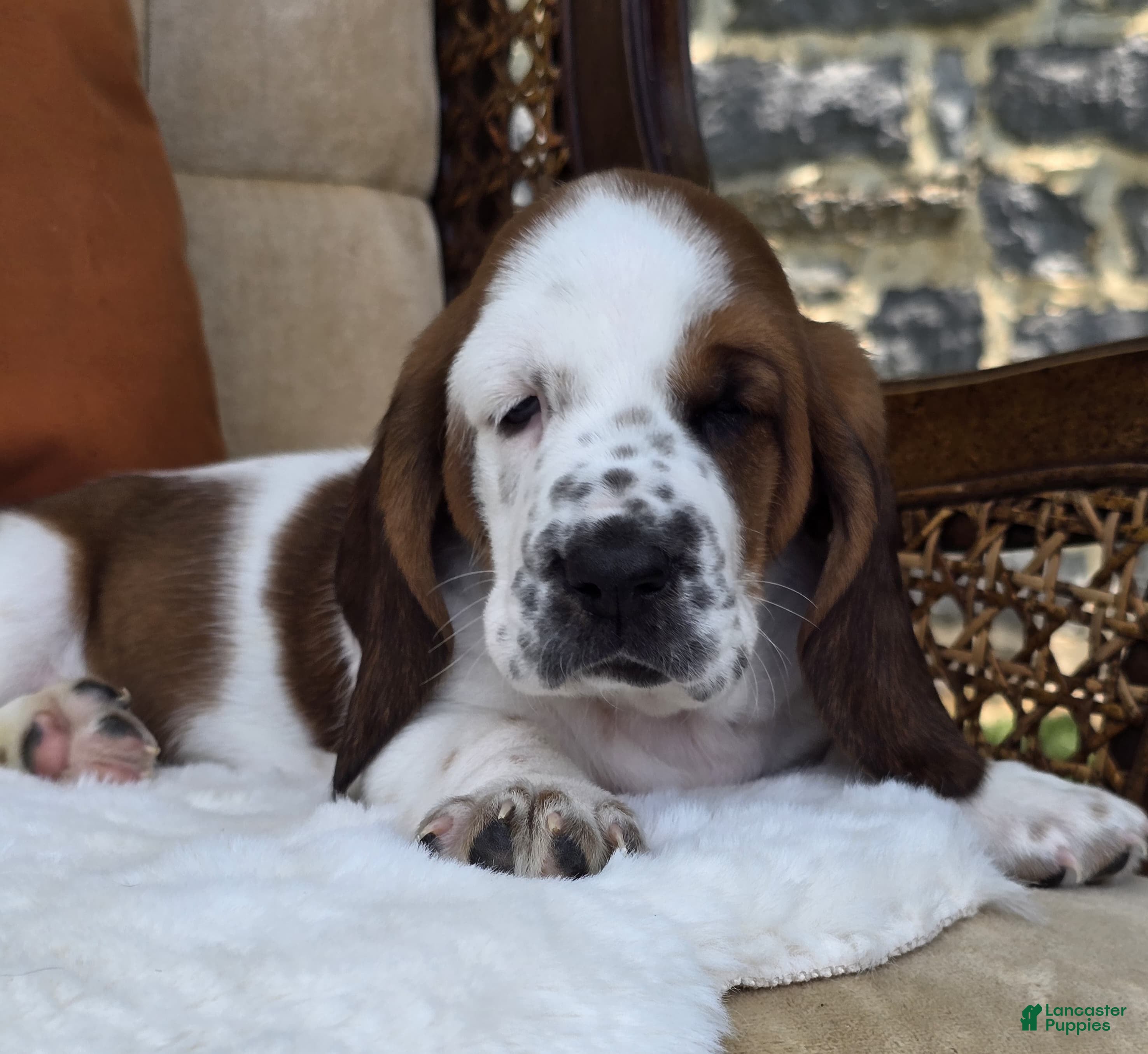Basset Hound dogs Thelma - Ad 1