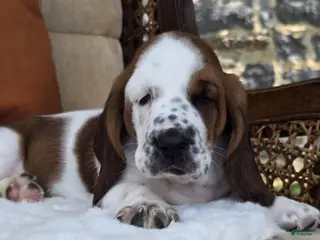 Basset Hound dogs for sale: Thelma - Ad 2