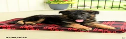 German Shepherd dogs for sale: Rownan - Ad 4