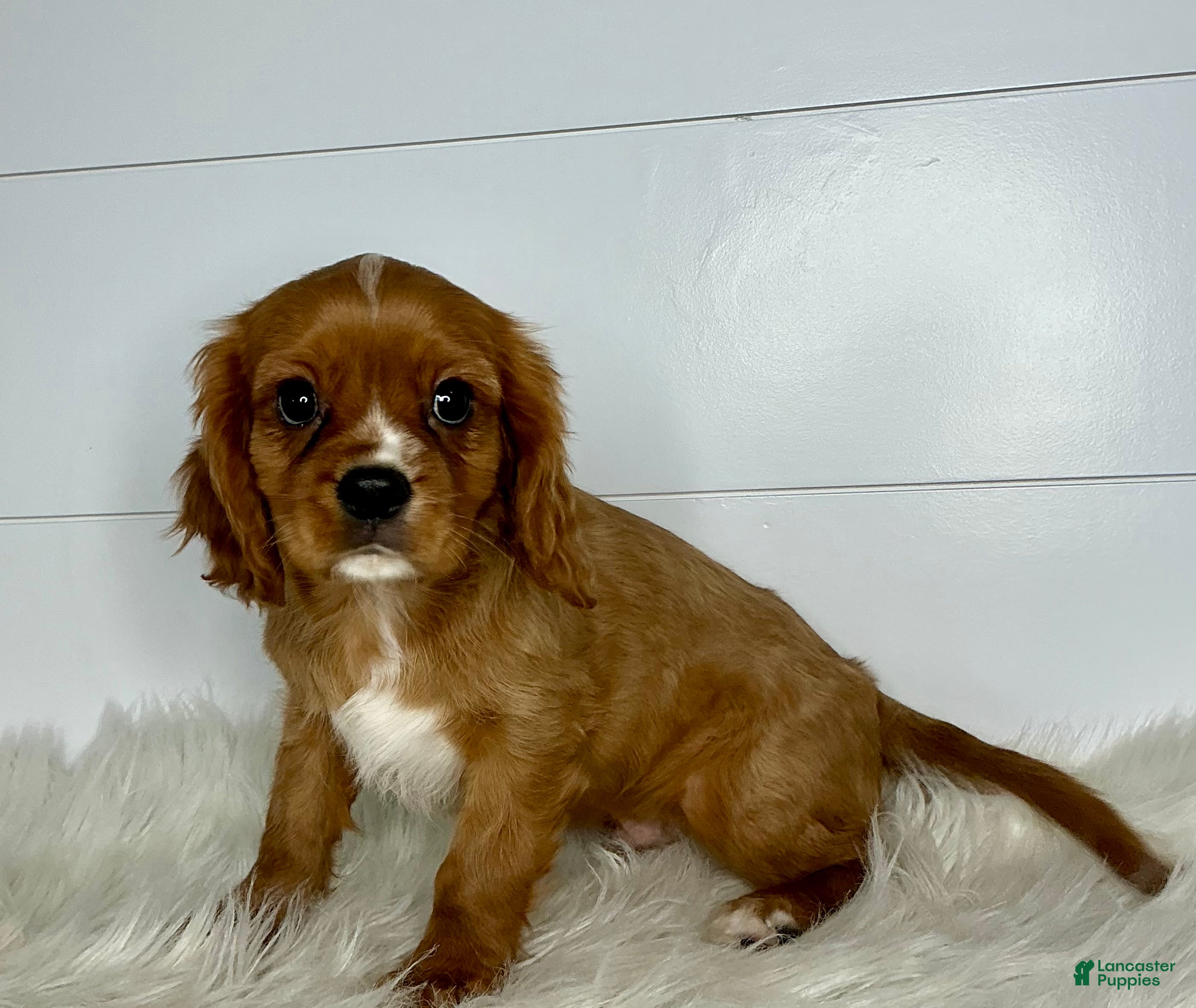 Cavalier King Charles Spaniel dogs Connor - Ad 26