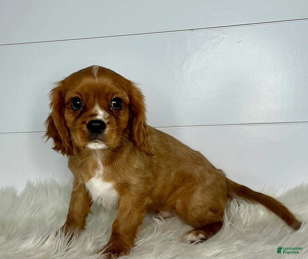 Cavalier King Charles Spaniel dogs for sale: Connor - Ad 1