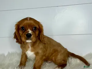 Cavalier King Charles Spaniel dogs Connor - Ad 26