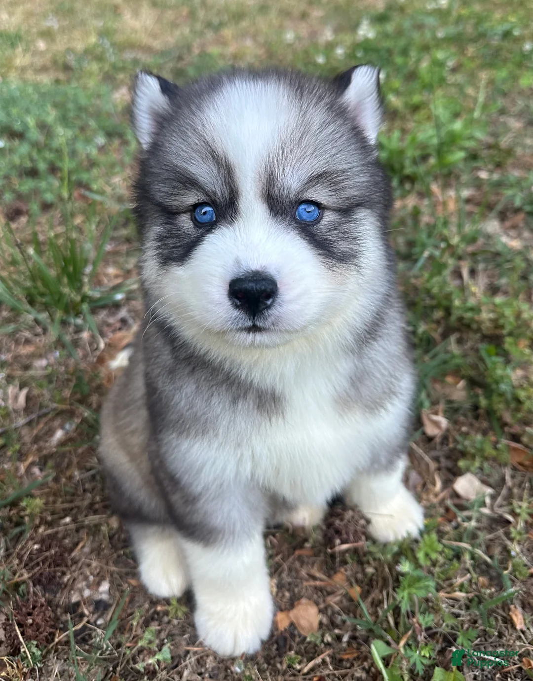 Siberian Husky dogs for sale: Chevy - Ad 1
