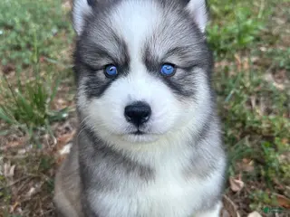Siberian Husky dogs Chevy - Ad 30