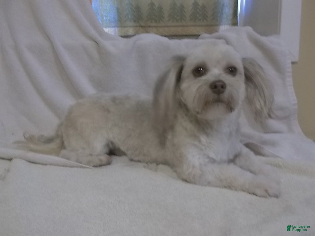 Havanese dogs for sale: Caramel - Ad 3