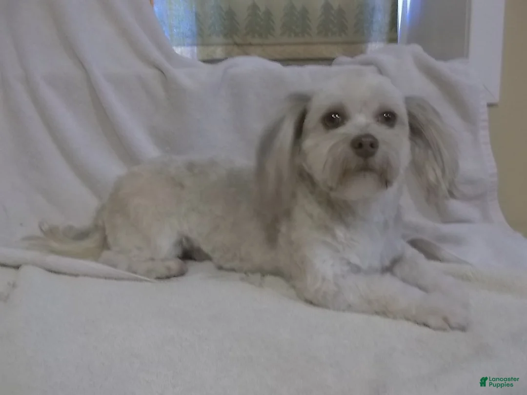 Havanese dogs for sale: Boots - Ad 2