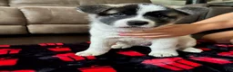 Akita dogs for sale: Akita 2 - Ad 1