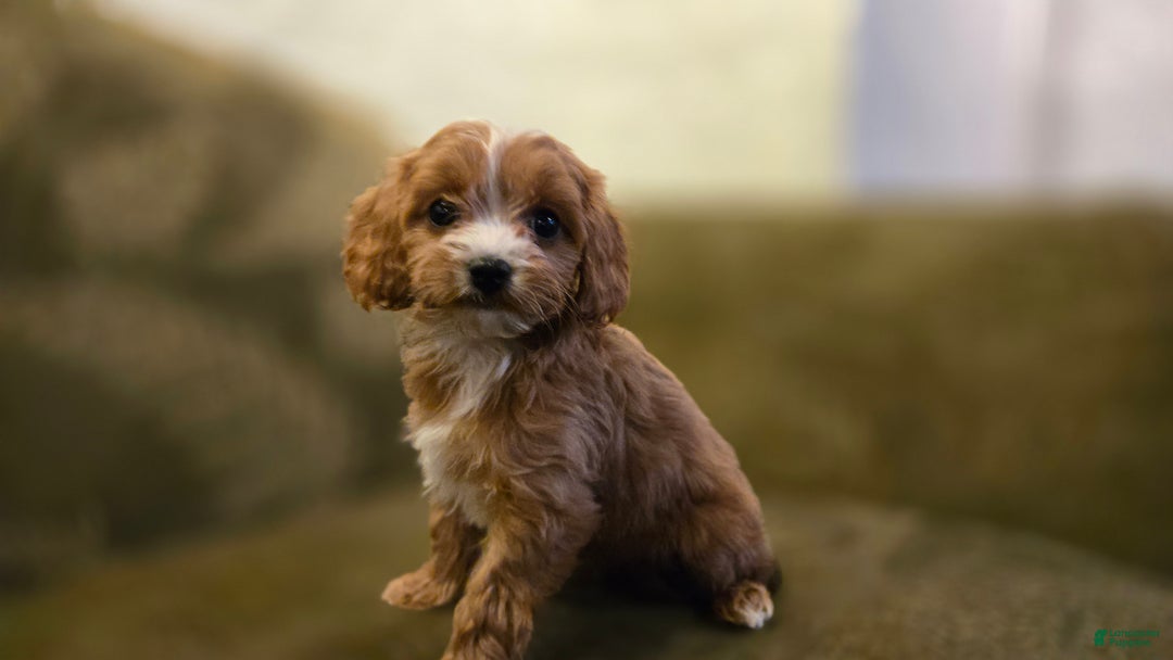 Cavapoo dogs for sale: Wren - Ad 8