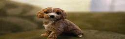 Cavapoo dogs for sale: Wren - Ad 8