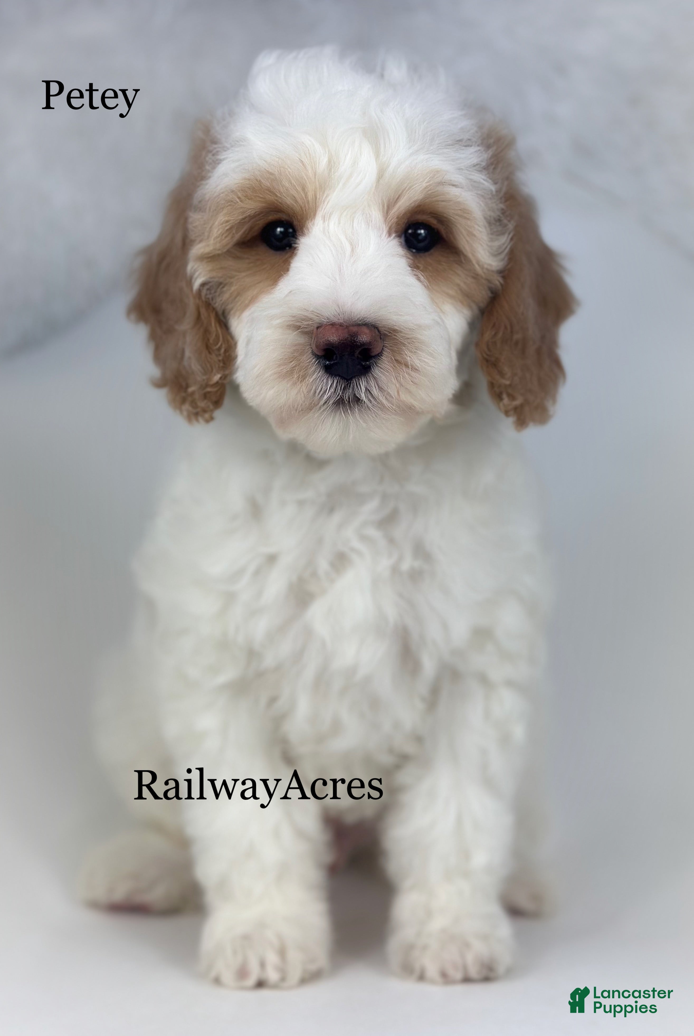 Goldendoodle dogs Petey- F1b Mini  - Ad 26