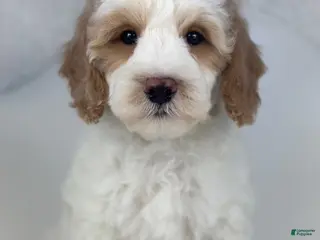 Goldendoodle dogs Petey- F1b Mini - Ad 26